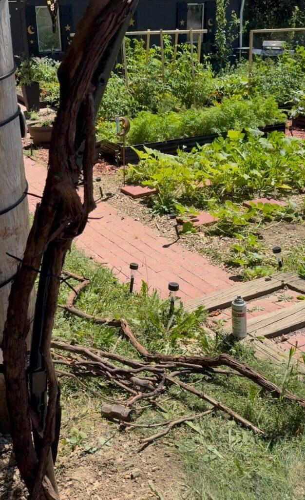 Moon Gate Trampoline Frame Wrapped in Vines