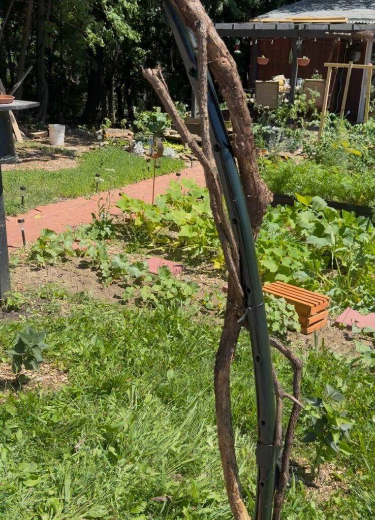 Moon Gate Trampoline Frame Wrapped in Vines